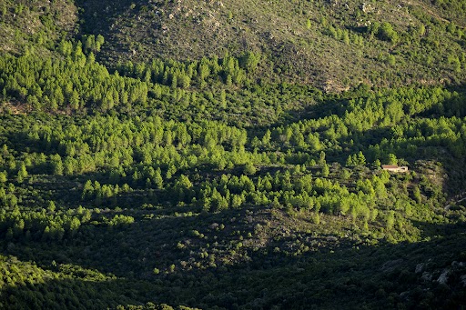 Servizi silvo-climaticoambientali e salvaguardia foresta: al via domande pagamenti 2^ e 3^ annualità